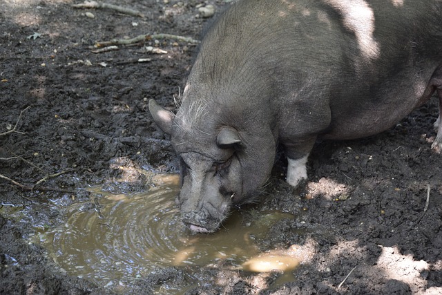 湖人急需新 湖人急需新
